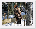 1 ranua zoo_maakotka1609 * 3224 x 2520 * (8.1MB)